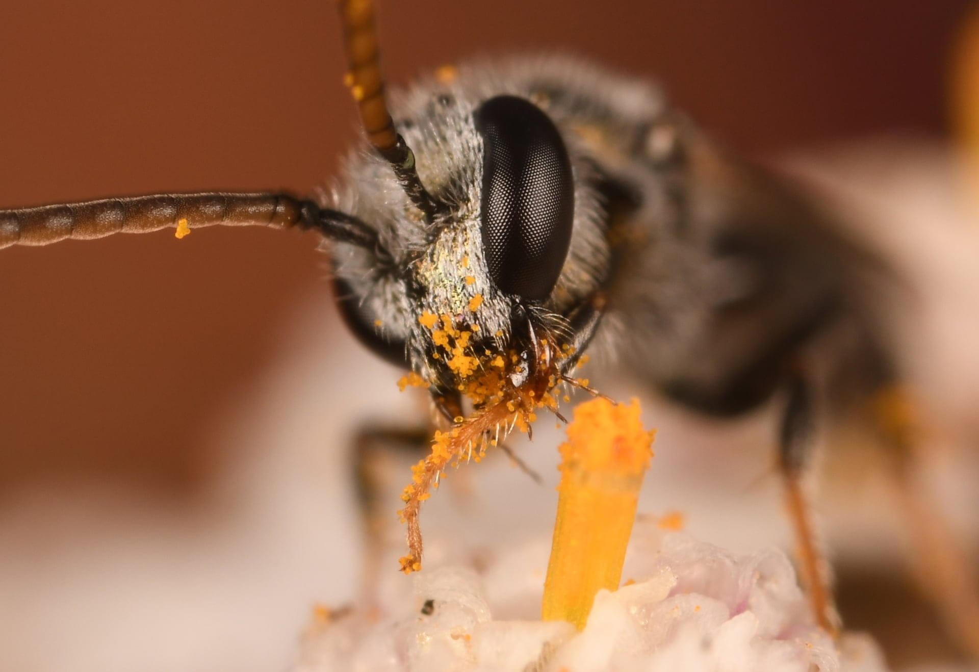 California native bee close up image